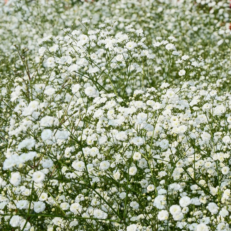 Stauden-Kollektion für naturnahe Beete (x11)
