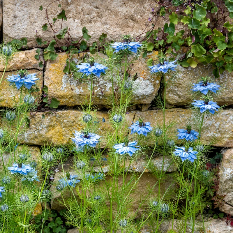 Jungfer im Grünen ‘Miss Jekyll Blue’