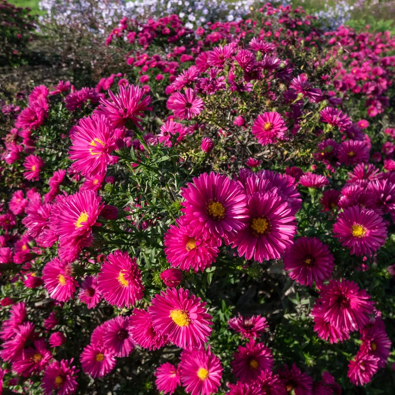 Kissen-Aster 'Jenny'