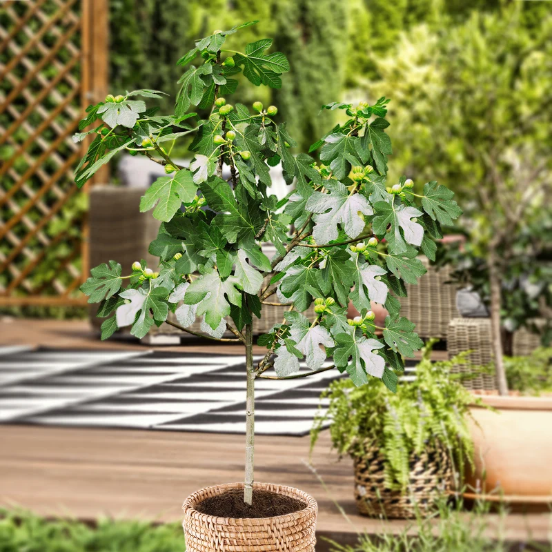 Feigenbaum auf Stamm