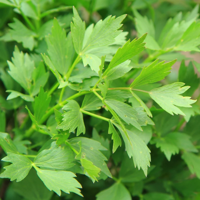 Maggikraut Bio