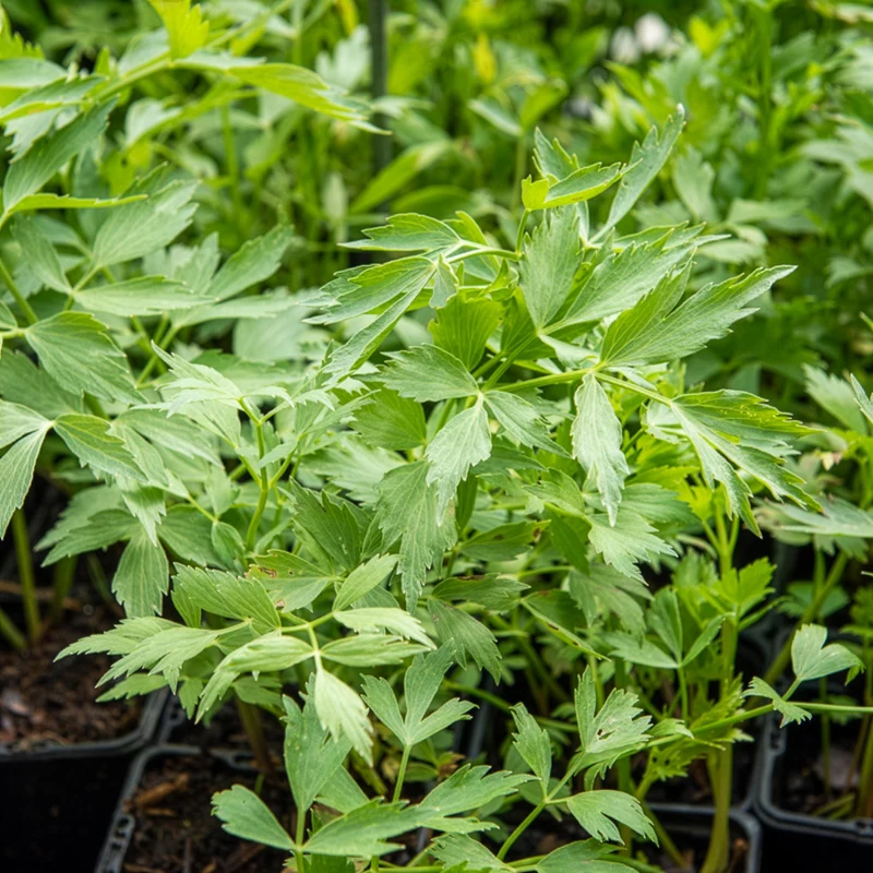 Maggikraut Bio