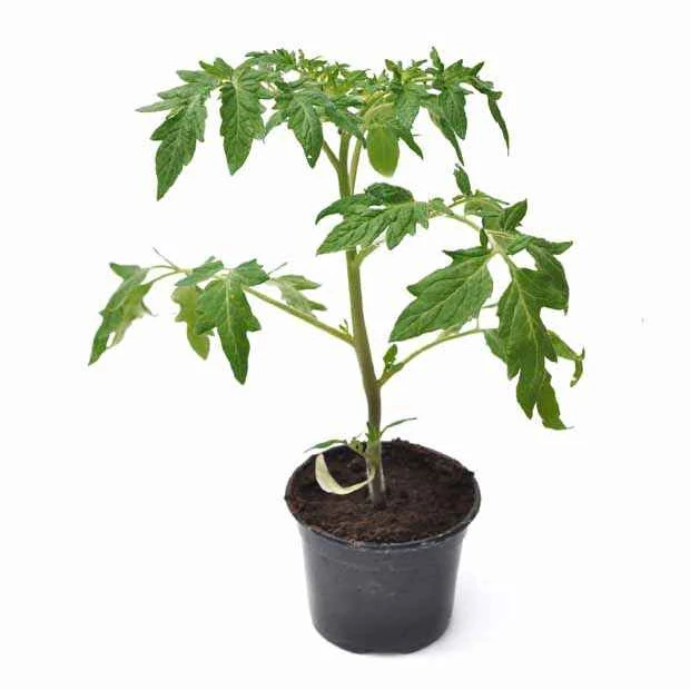 Tomate Green Zebra Pflanzen