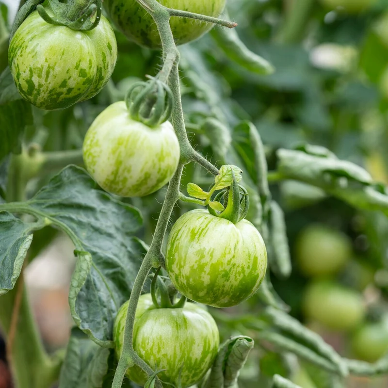 Tomate ‘Green Zebra’