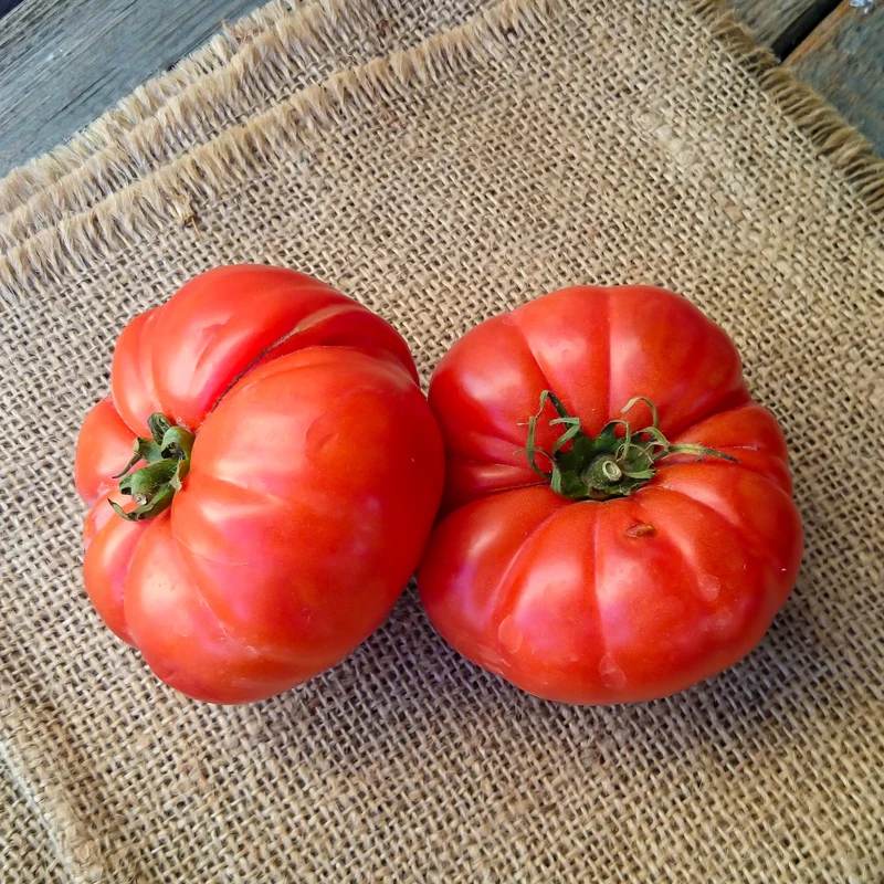 Fleischtomate Marmande