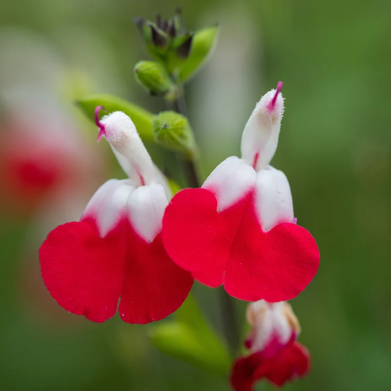 Salbei Hot Lips