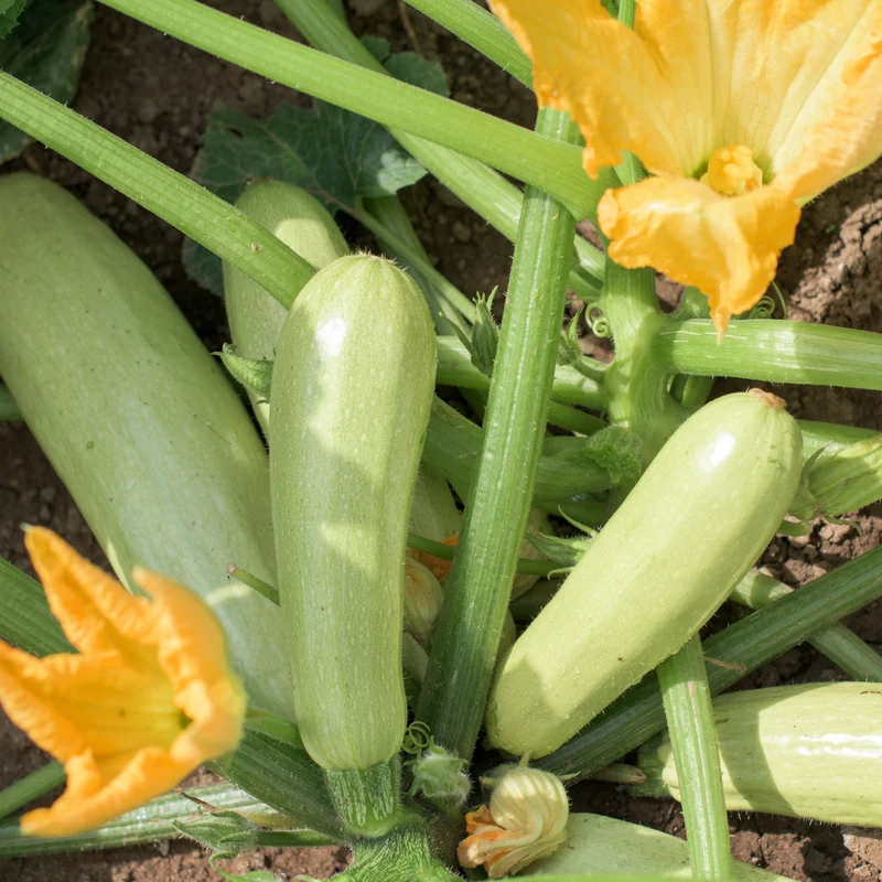 Zucchini ‘Lorea’ Pflanzen (x3)