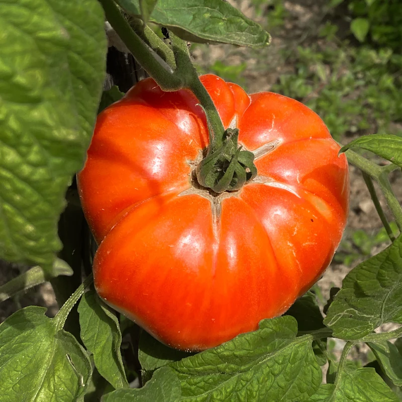 Tomate ‘Beefsteak’