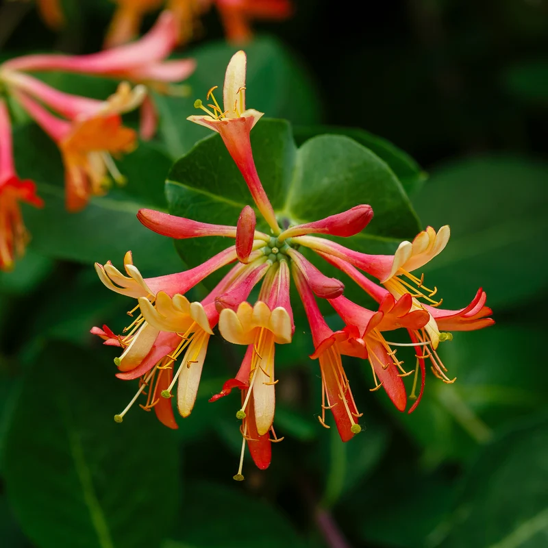Kletter-Geißblatt ‘Dropmore Scarlet’