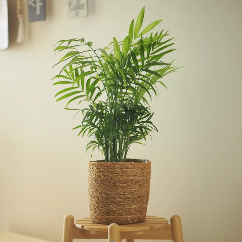 Bergpalme