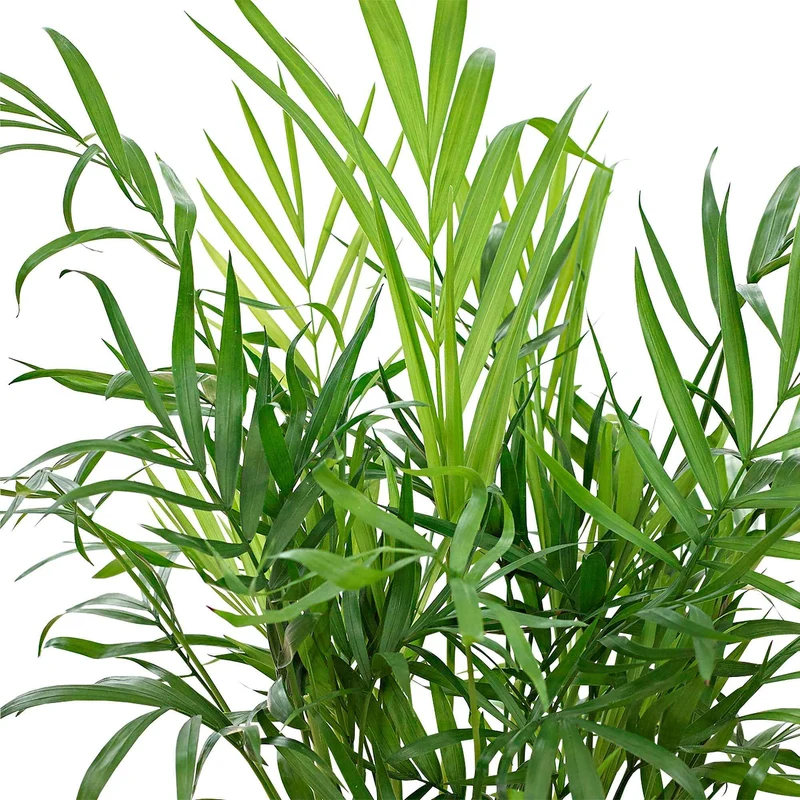 Bergpalme
