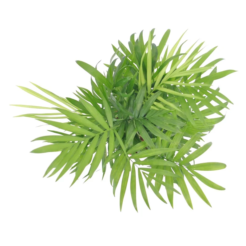 Bergpalme