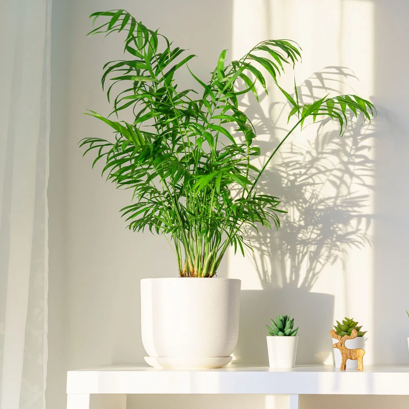 Bergpalme