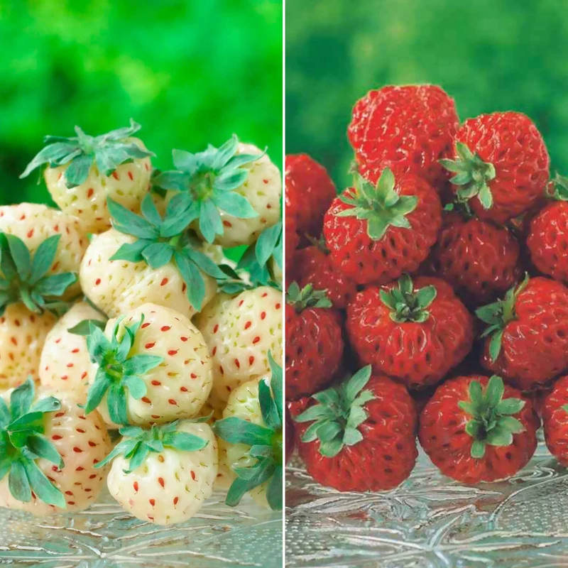 Erdbeeren-Kollektion 'Pineberry' & 'Framberry' (x4)