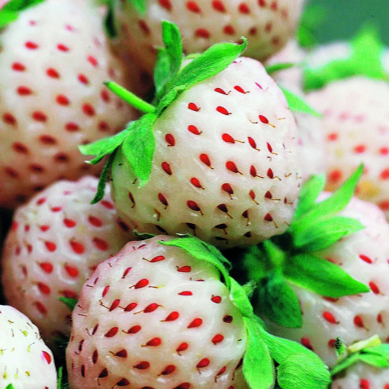 Erdbeeren-Kollektion 'Pineberry' & 'Framberry' (x4)