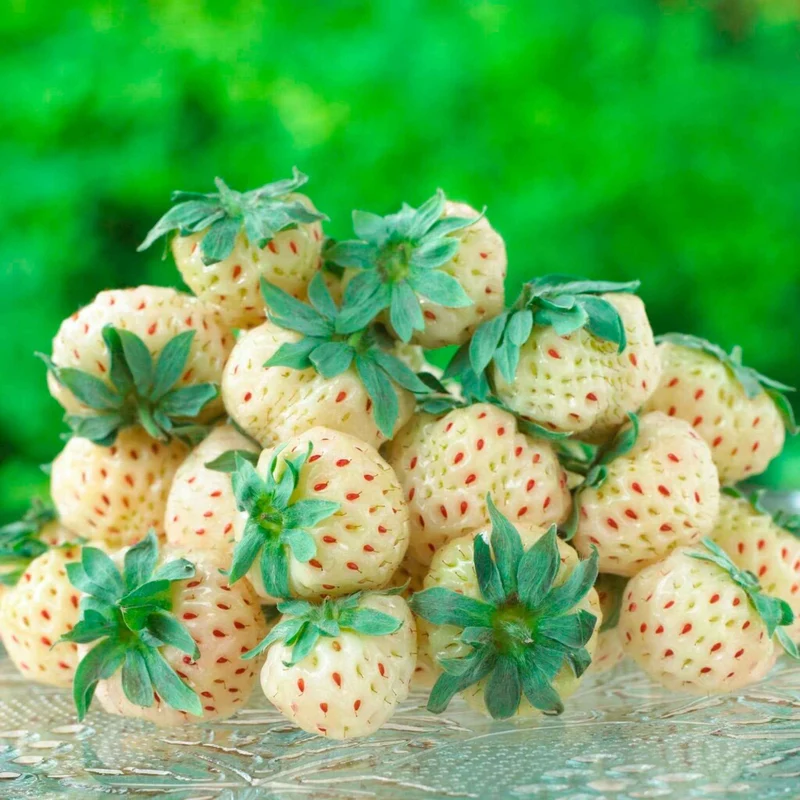 Erdbeeren-Kollektion 'Pineberry' & 'Framberry' (x4)