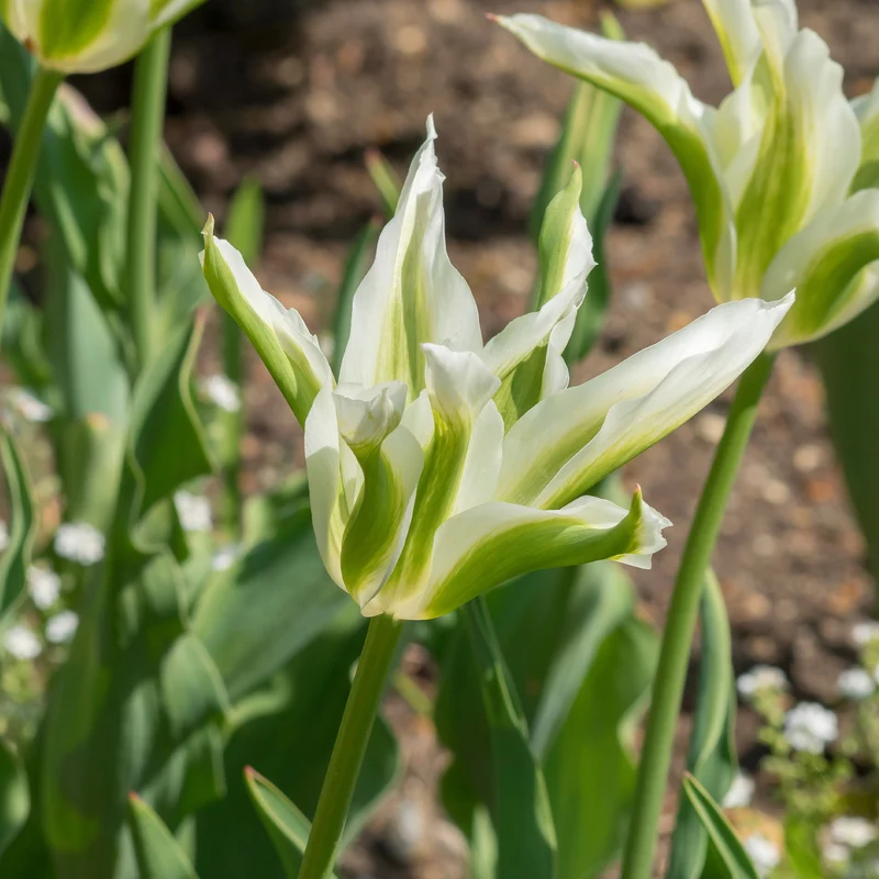 Lilienblütige Tulpe 'Greenstar' (x10)