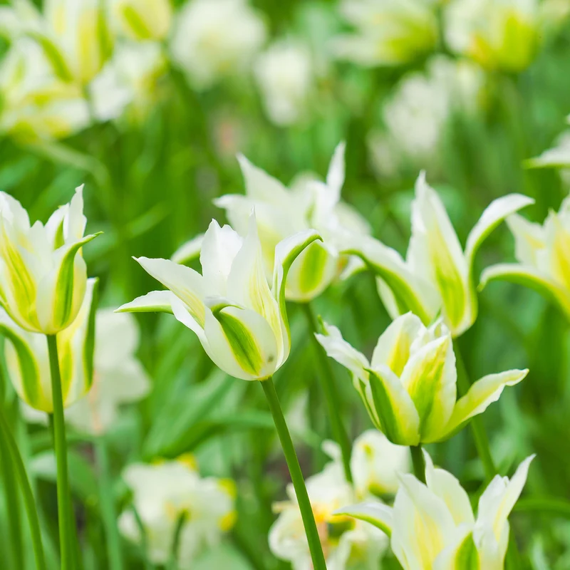 Lilienblütige Tulpe 'Greenstar' (x10)