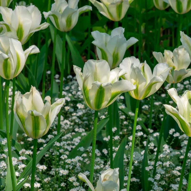Lilienblütige Tulpe 'Greenstar' (x10)