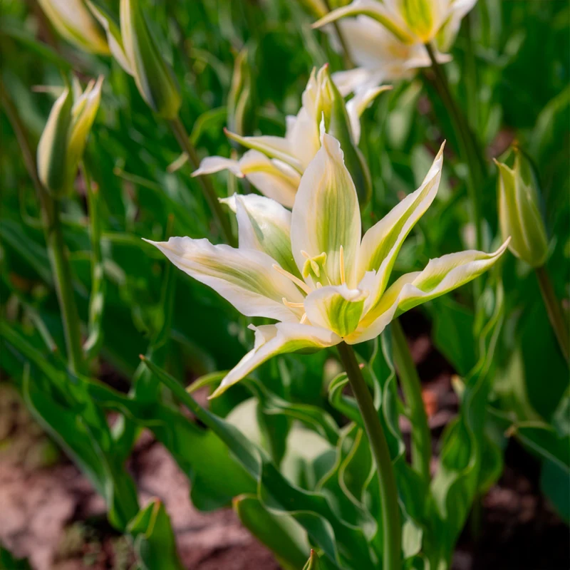 Lilienblütige Tulpe 'Greenstar' (x10)