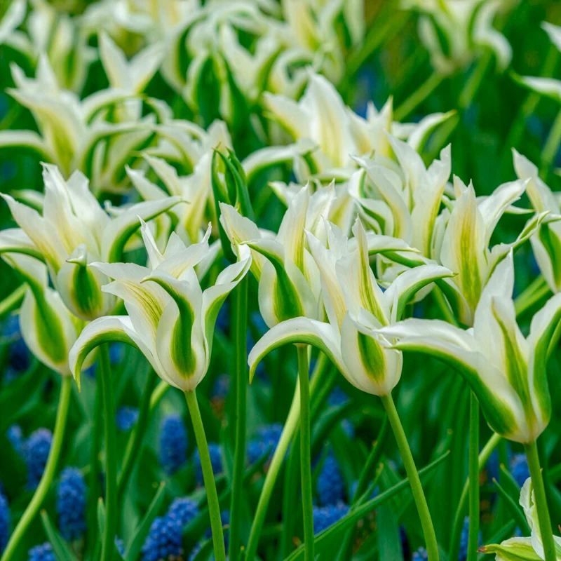 Lilienblütige Tulpe 'Greenstar' (x10)