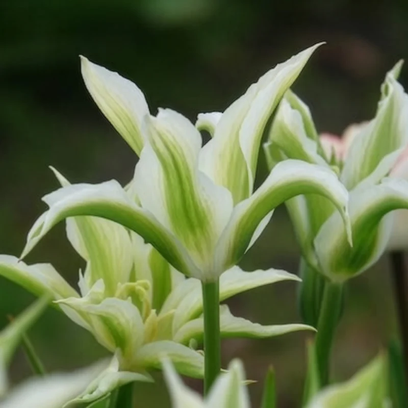 Lilienblütige Tulpe 'Greenstar' (x10)
