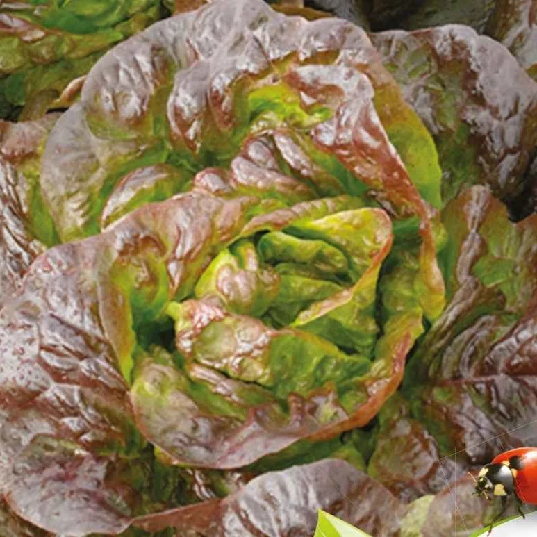 Kopfsalat Roxy Bio