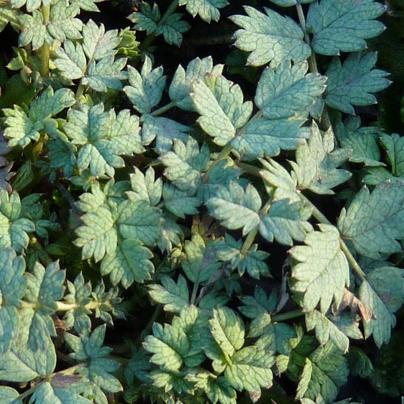 Blaugrünes Stachelnüsschen