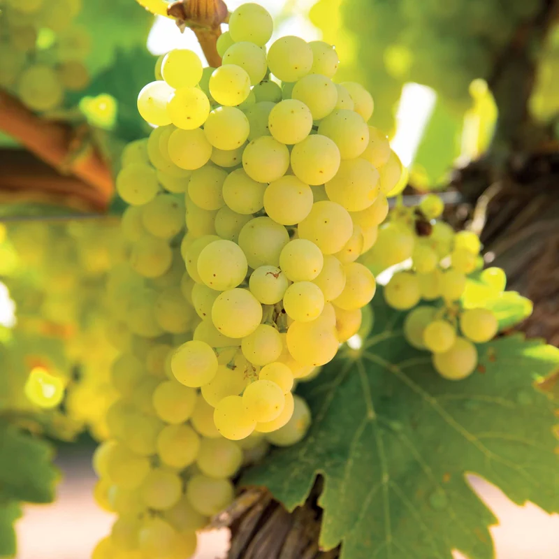 Weinrebe ‘Vroege van der Laan’