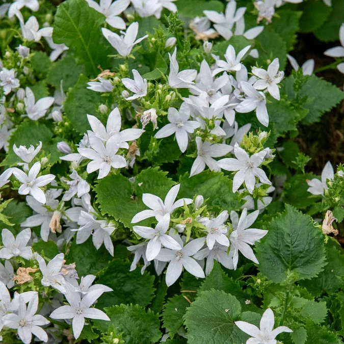 Hängepolster-Glockenblume 'E.H.Frost'