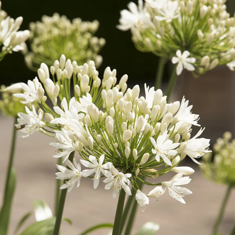 Agapanthus White Heaven
