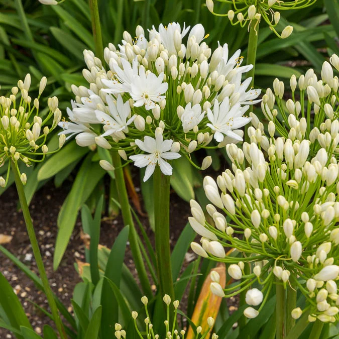 Agapanthus White Heaven