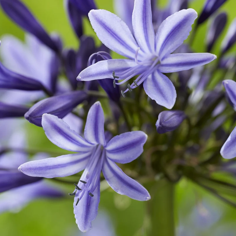 Agapanthus Navy Blue