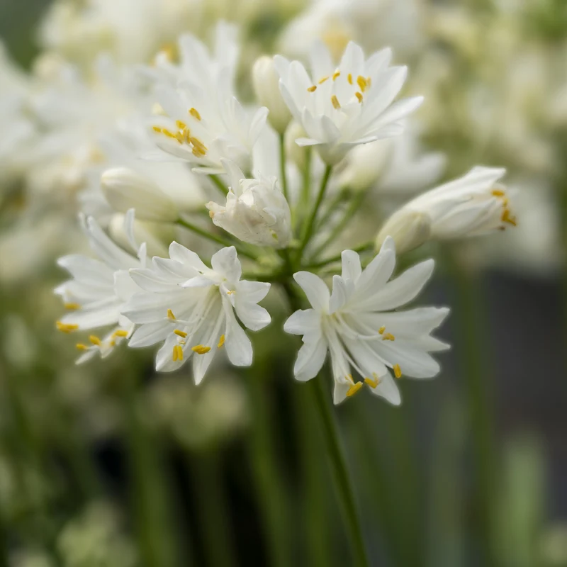 Schmucklilie ‘Double Diamond’