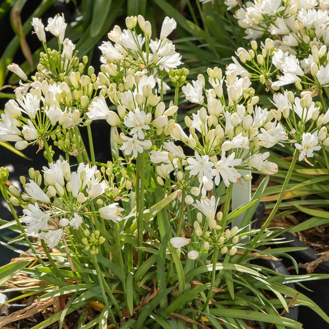Schmucklilie ‘Double Diamond’