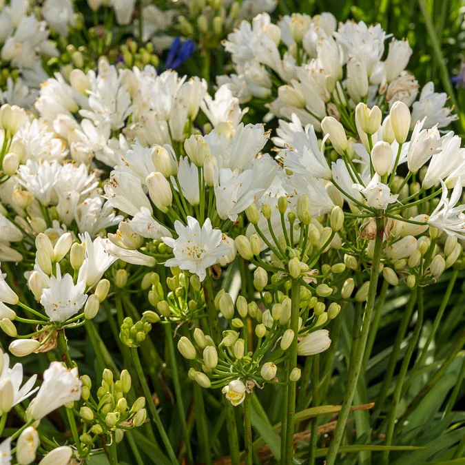 Schmucklilie ‘Double Diamond’
