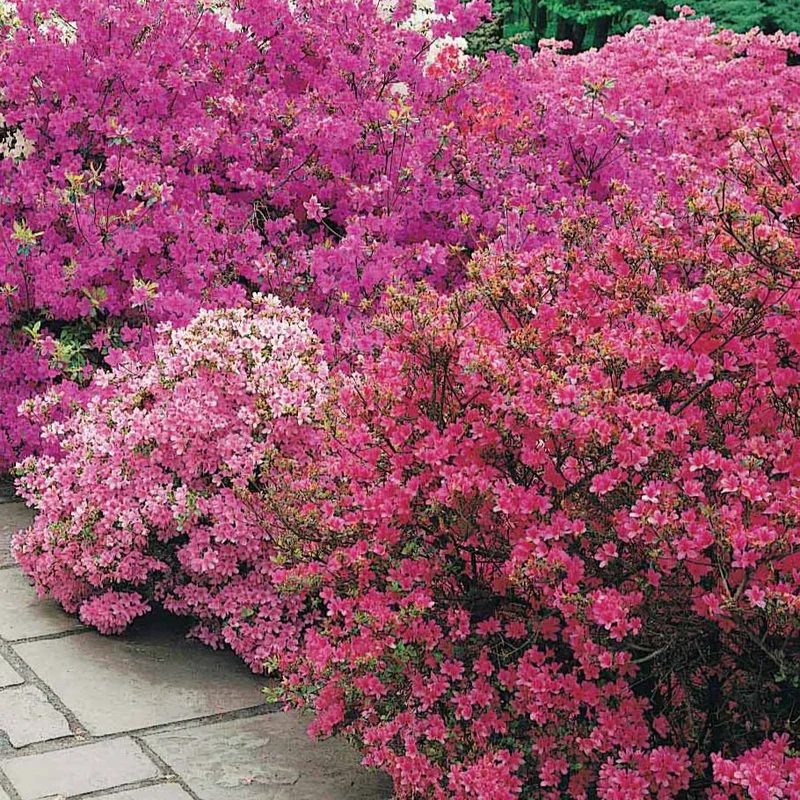 Japanische Azalee ‘Geisha Purple’