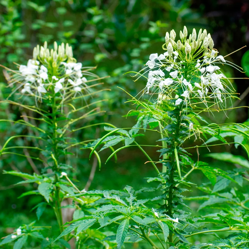 Dornige Cleome White Queen