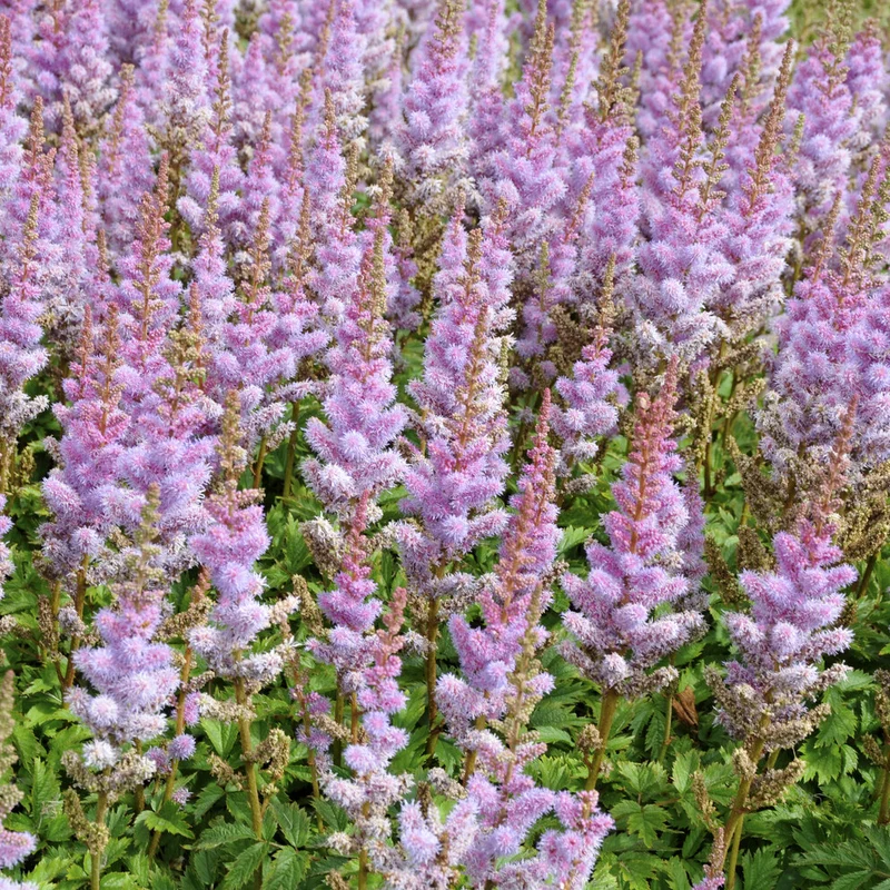 Prachtspiere Astilbe 'Pumila'