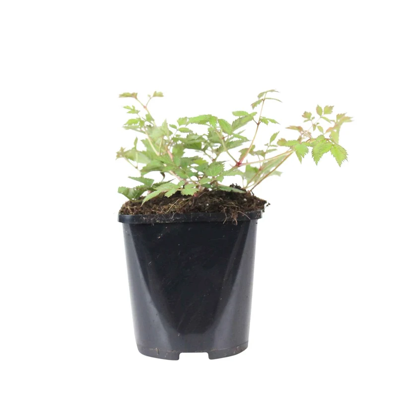 Prachtspiere Astilbe 'Pumila'