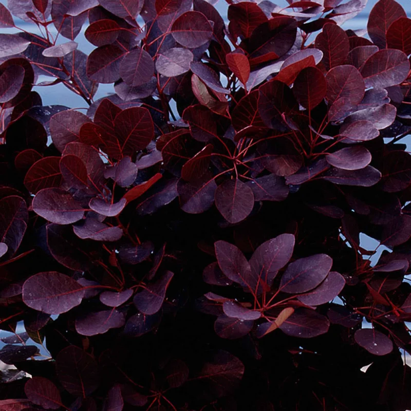 Perückenstrauch Cotinus 'Royal Purple'