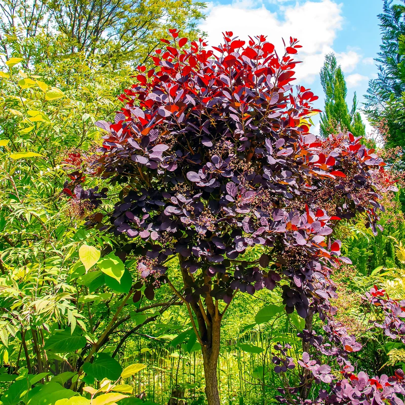 Perückenstrauch Cotinus 'Royal Purple'