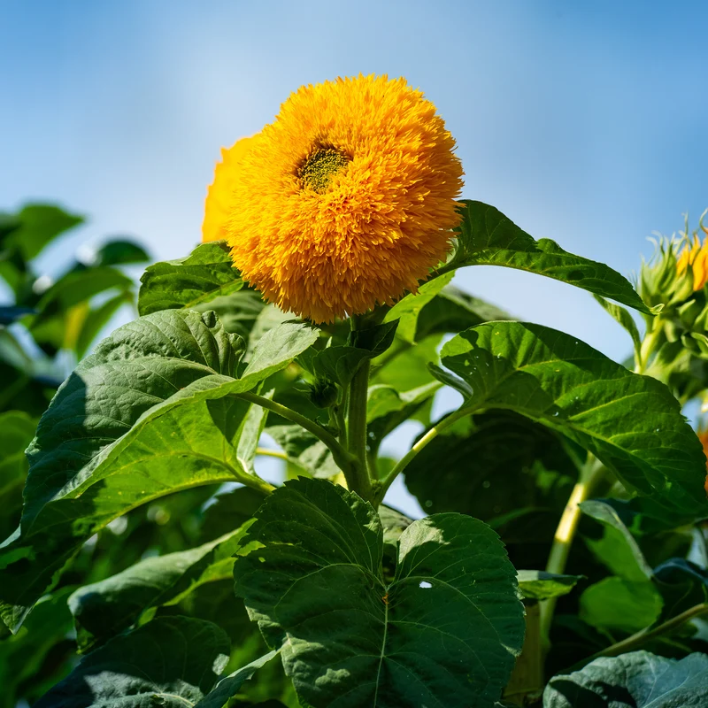 Sonnenblume Teddy Bear