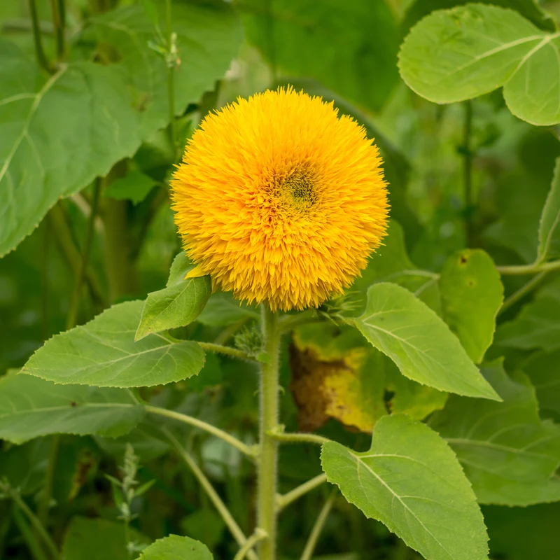 Sonnenblume Teddy Bear