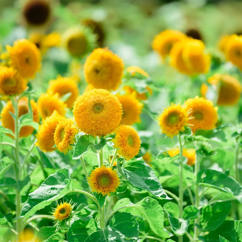 Sonnenblume Teddy Bear