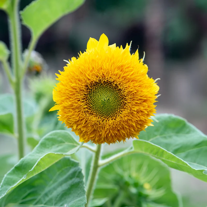 Sonnenblume Teddy Bear