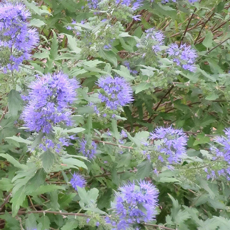 Bartblume 'Heavenly Blue'