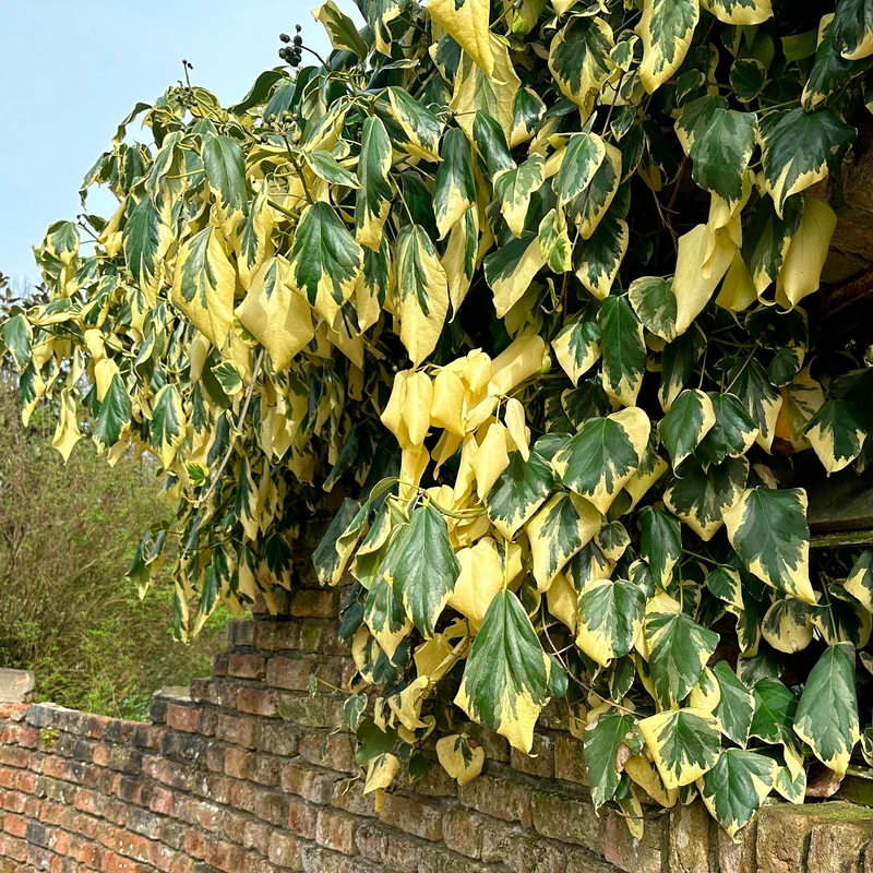 Kaukasus-Efeu ‘Dentata Variegata’