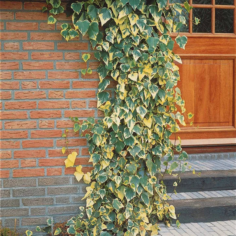 Kaukasus-Efeu ‘Dentata Variegata’