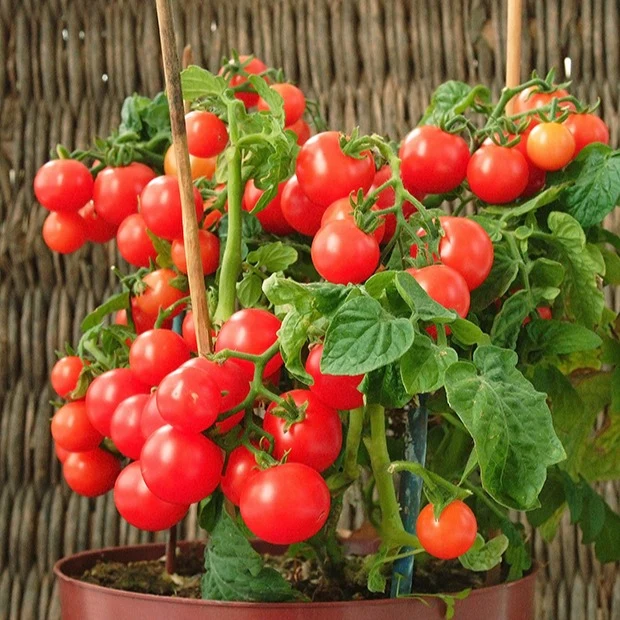 Cherrytomate ‘Minibel’